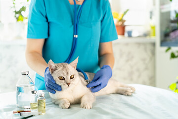 Wall Mural - The veterinarian examines and listens to the cat with a stethoscope. the kitten is at the veterinarian. Inspection of pets and vaccination. Animal clinic