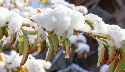 Snow on the branches of a tree