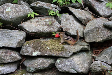 Wall Mural - Eastern chipmunk carrying a strawberry on a stone wall