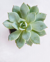 Top View Of Echeveria Elegans On A White Background