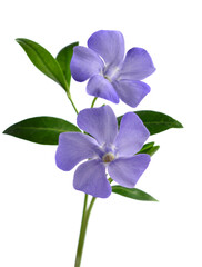 Wall Mural - Purple periwinkle flowers on a white background.