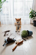 Dropped potted plant and soil on the floor and sad guilty Shiba inu dog with closed eyes. Pet damage