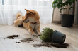 Dropped potted plant and soil on the floor and sad guilty Shiba inu dog with closed eyes. Pet damage