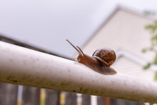 Large Snail Up Close On A White Plastic Pipe With Antennas Up