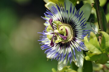 Canvas Print - Passionsblume