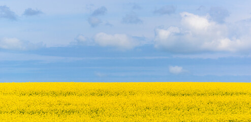 Wall Mural - Scenic panorama landscape with yellow rapeseed field and sky. Blooming canola flowers. Yellow blossoming rape wallpaper. Spring background.