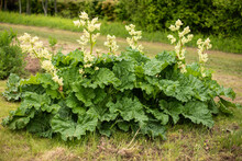 Big Leaves Of Rhubarb Plants In The Garden, A Lot Of Flowers.