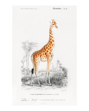 Standing Giraffe Vintage Illustration Wall Art Print And Poster Design Remix From Original Artwork.
