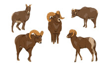 Bighorn Sheep Set. Males And Females Of Ovis Canadensis. Wild Mammals Of North America. Realistic Vector Animal