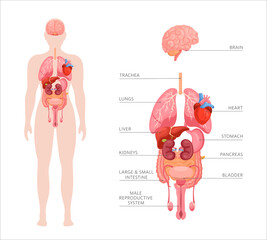 human body internal organs. vector anatomy infographic of structure of human organs. icon set of bra