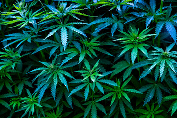 Young plants Cannabis indica and Cannabis sativa, on a plant pattern on a black background.