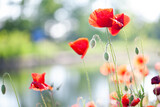 Fototapeta Kwiaty - Field flowers Red poppy and daisies flower among green grass on a Sunny day. High quality photo