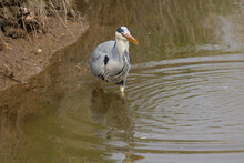 A Single Adult Grey Heron (Ardea Cinerea) Fishing By The River Bank With Ripples Round Him