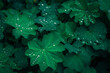 ozdobne zielone liście z kroplami wody po deszczu 