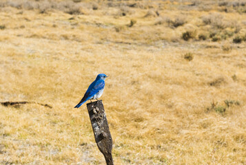 mountain bluebird