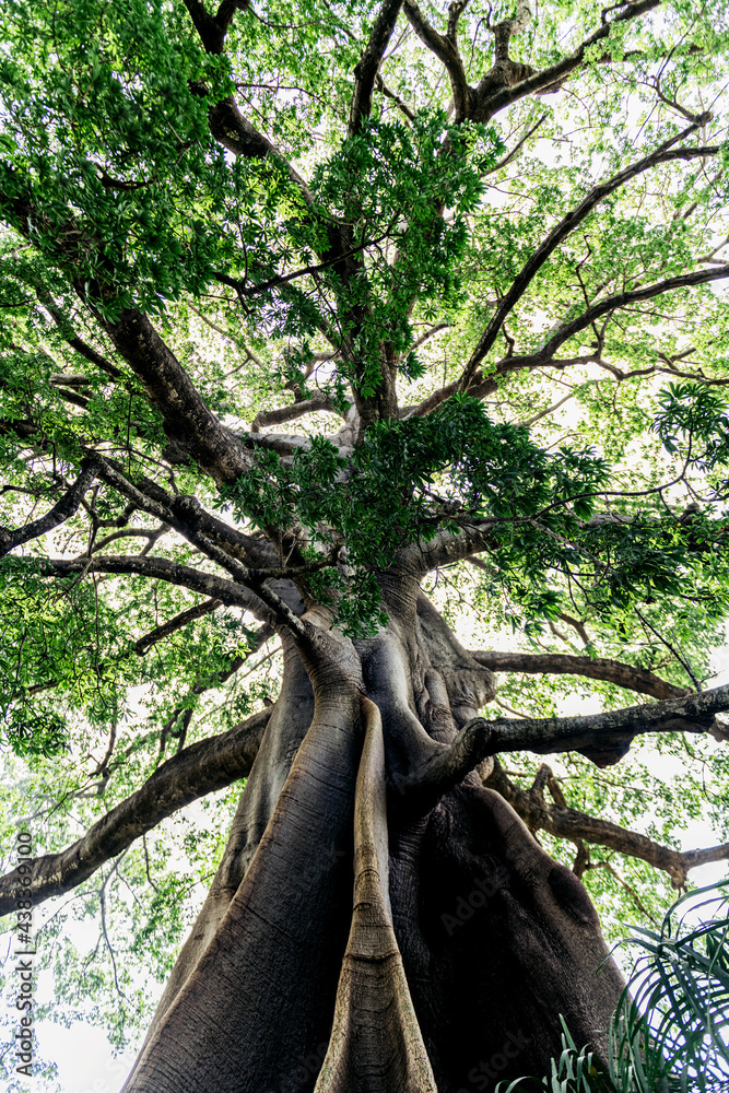 Trunk Of Baobab Tree With Leafy Branches Stock Photo | Adobe Stock