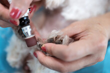 Crop veterinary groomer using grinder polishing pet nails in contemporary salon