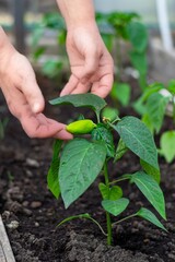 Gardening growing seedlings on the farm, close-up of pepper fruits in the greenhouse, the farmer's hands reach for the young plant