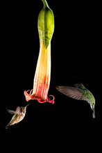 Hummingbirds Flying Around A Beautiful Flower