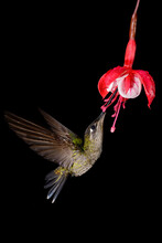 Hummingbird Flying Around A Beautiful Flower