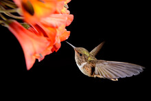 Hummingbird Flying Around A Beautiful Flower