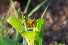 Single Skipper Resting On A Plant With A Natural Wildflower Background