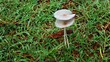 mushroom on the grass