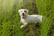 white dog Jack Russell Terrier lying in tall green shoots of flax