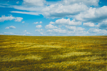 field of wheat in the summer with white clouds on the blue sky in the background