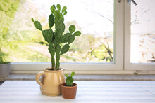 Cactus In A Pot At Home By The Window, Colection Of .Opuntia Cactus In A Pot. Cute Young Succulent Cactus And Big One.
