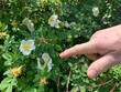 © Никита Родионов - man's hand holds light rose white flower of a wild rose dogrose against a background of green leaves.