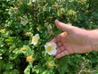© Никита Родионов - man's hand holds light rose white flower of a wild rose dogrose against a background of green leaves.