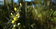 Cinematic Reveal Of A Gorse Plant With Its Yellow Flowers