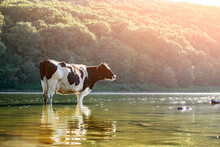Cow Watering In The River