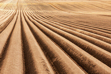 Wall Mural - Agricultural field with even rows in the spring