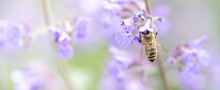 Close Up Of Bee On Lavender Flowers