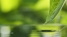 Drops Of Water Slowly Fall And Splash From Green Leaf Down To The Surface Of The Lake. Green Water Splash Nature Background. Raindrops Falls Into Pond, Light Summer Rain
