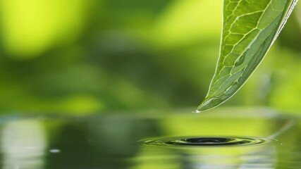 Aufkleber - Drops of water slowly fall and splash from green leaf down to the surface of the lake. Green water splash nature background. Raindrops falls into pond, Light summer rain