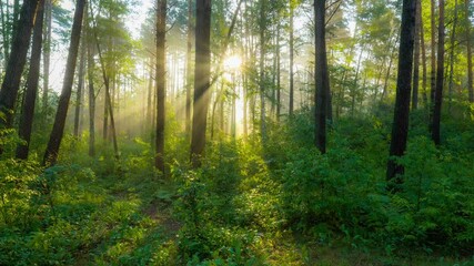 Aufkleber - Rich green foliage, light fog and sunrays shining through the trees. Camera moves through summer green forest in the rays of rising sun. Gimbal HDR shot, 4K