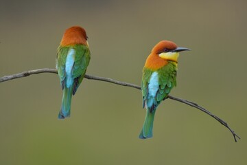 chestnut-headed bee-eater head to back, orange, black eye band, neck and chest, bright yellow chest 