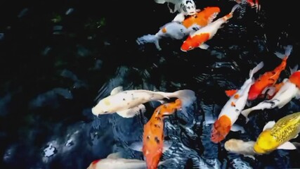 Wall Mural - Koi fish swimming