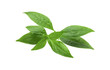 © natthapol - Andrographis paniculata leaf isolated on white background, cutout.