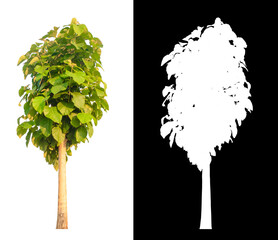 Poster - isolated tree on white background with clipping path
