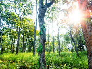 Poster - close up forest scape at sunrise