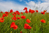 Fototapeta Kwiaty - Field with red poppy flowers.