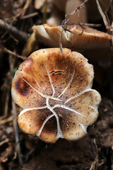 Poster -  Wild mushrooms in nature. Nature background.