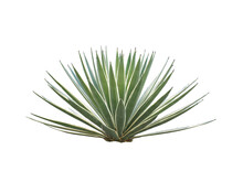 Agave Plant Isolated On White Background. Clipping Path. Agave Plant Tropical Drought Tolerance Has Sharp Thorns.