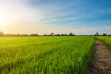 Wall Mural - scenic view landscape of rice field green grass with field cornfield or in asia country agriculture 