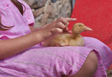 Fototapeta  - child holding duckling