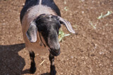 Fototapeta  - goat on farm